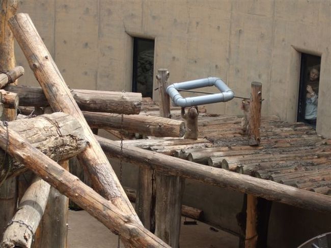 さる山<br /><br />ニホンザル（サル目オナガザル科）