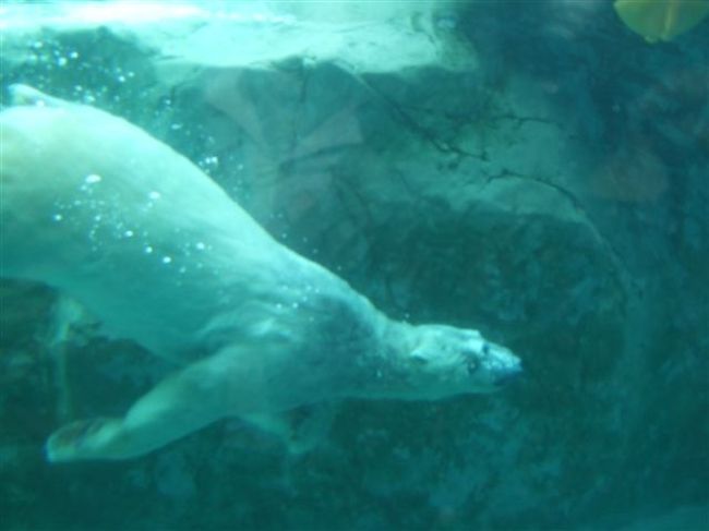 ほっきょくぐま館<br /><br />ホッキョクグマ（ネコ目クマ科）<br /><br />気持ち良さそうに泳いでます♪