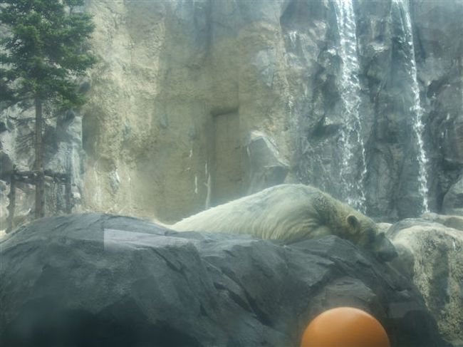 ほっきょくぐま館<br /><br />気持ち良さそうに寝てますzzz