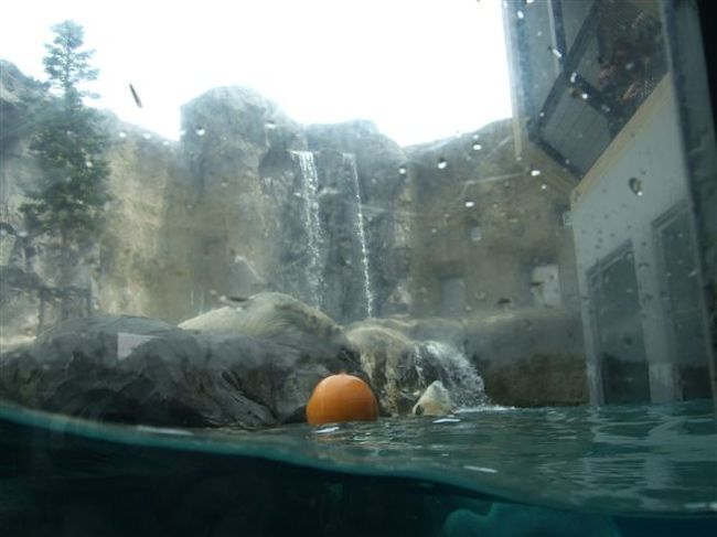 ほっきょくぐま館<br /><br />二人で何を話してるのでしょう( *´艸`)