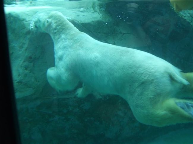 ほっきょくぐま館<br /><br />なんか着ぐるみみたい( *´艸`)