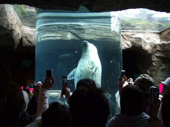 あざらし館<br /><br />ゴマフアザラシ（ネコ目アザラシ科）<br /><br />こんなにカメラを向けられて、人気者です。