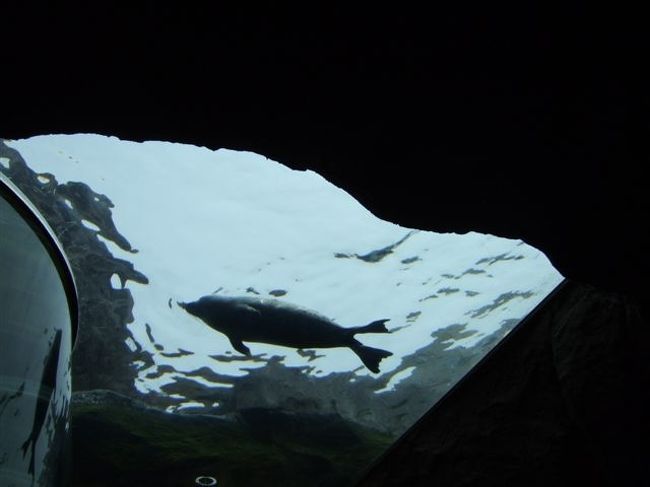 あざらし館<br /><br />赤ちゃんあざらしのモモちゃん