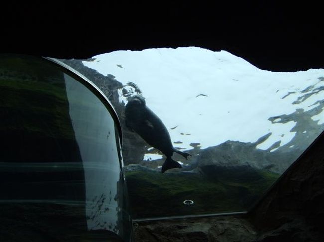 あざらし館<br /><br />赤ちゃんあざらしのモモちゃん<br /><br />こちらを向いてくれてます♪