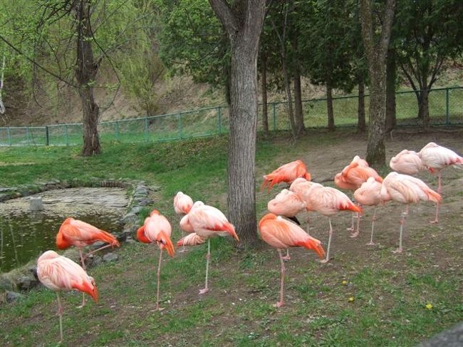 ととりの村<br /><br />フラミンゴ