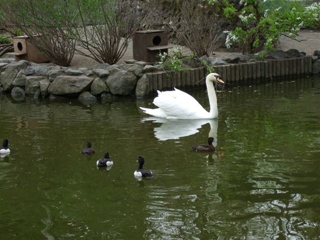 ととりの村<br /><br />白鳥とカモ達