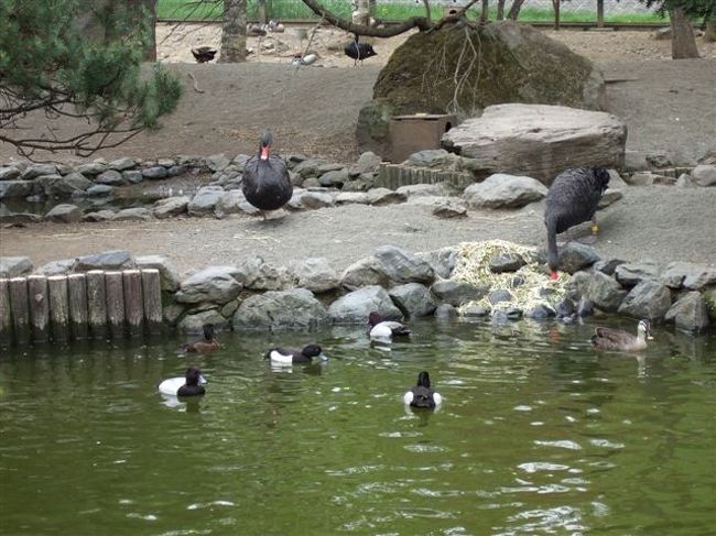 ととりの村<br /><br />黒鳥とカモ達