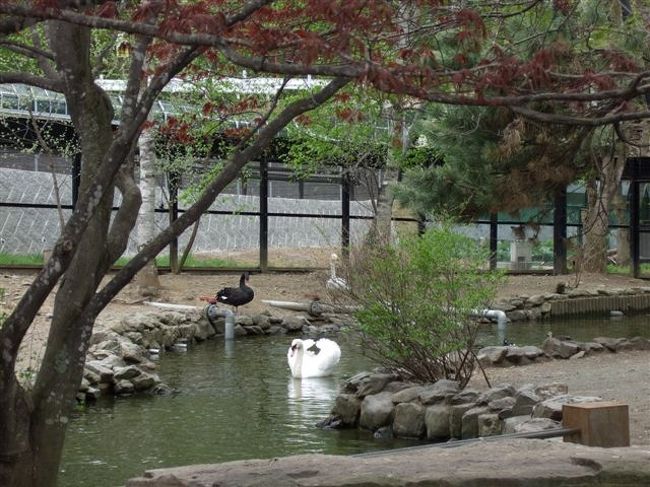 ととりの村<br /><br />白鳥の羽の形がハートに見えませんか？♡