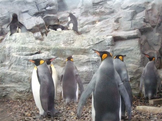 ペンギン館<br /><br />ペンギン（ペンギン目ペンギン科）<br /><br />水中トンネルでは残念ながらペンギンは飛んでませんでした。。。<br />