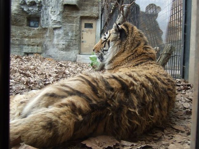 もうじゅう館<br /><br />アムールトラ（ネコ目ネコ科）