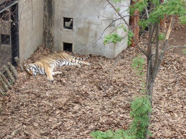 もうじゅう館<br /><br />トラ