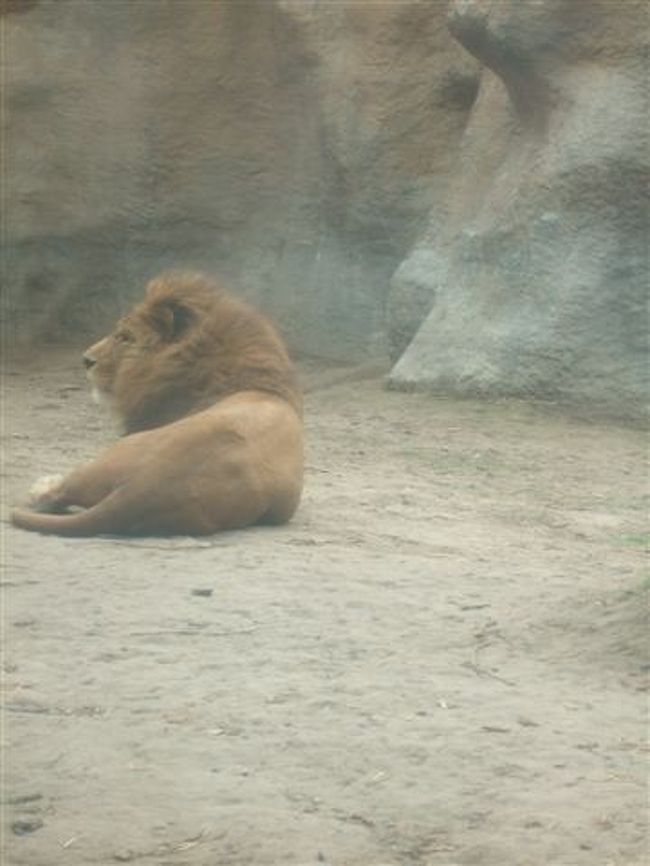 もうじゅう館<br /><br />ライオン（ネコ目ネコ科）<br /><br />何か気に入らない事があったのか（!?）吠えてました。