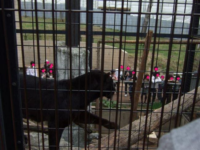 もうじゅう館<br /><br />黒ひょう（ネコ目ネコ科）<br /><br />４コマで移動の様子を見て下さい。<br /><br />1：木を渡ろうとします。