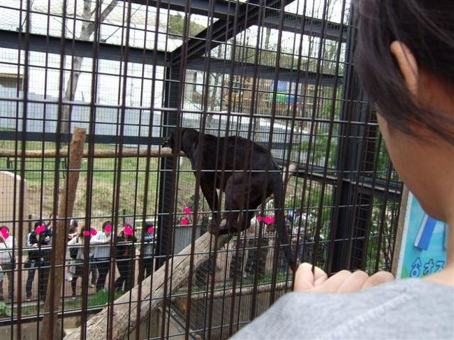 もうじゅう館<br /><br />黒ひょう<br /><br />3：「やっぱり向こうに行くの止めようかな〜」って思ったのか（!?）狭い木の上で方向転換します。