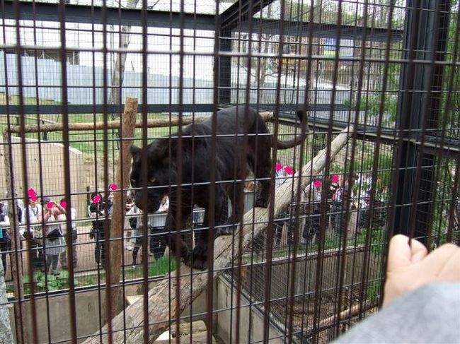 もうじゅう館<br /><br />黒ひょう<br /><br />4：戻ってきちゃった( *´艸`)