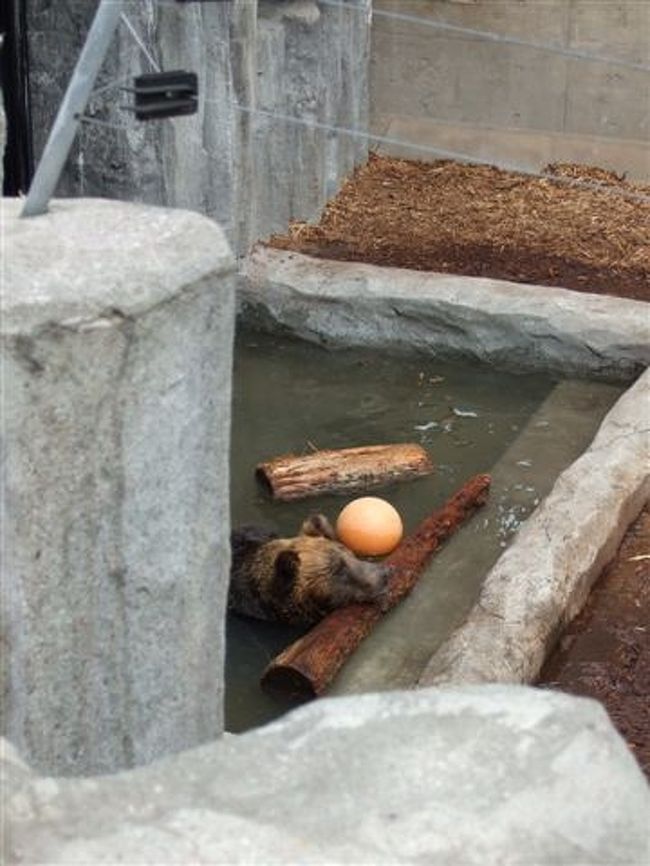 もうじゅう館<br /><br />ヒグマ（ネコ目クマ科）<br /><br />いい湯だな〜って感じ( *´艸`)