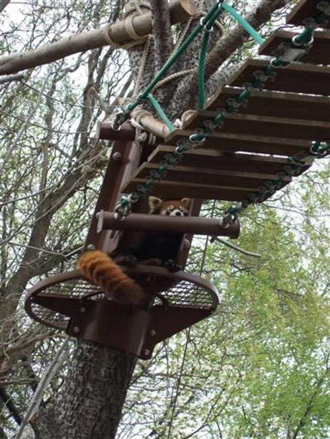 レッサーパンダの吊り橋<br />（吊り橋は2007年12月にオープンしました。）<br /><br />レッサーパンダ（ネコ目レッサーパンダ科）<br />