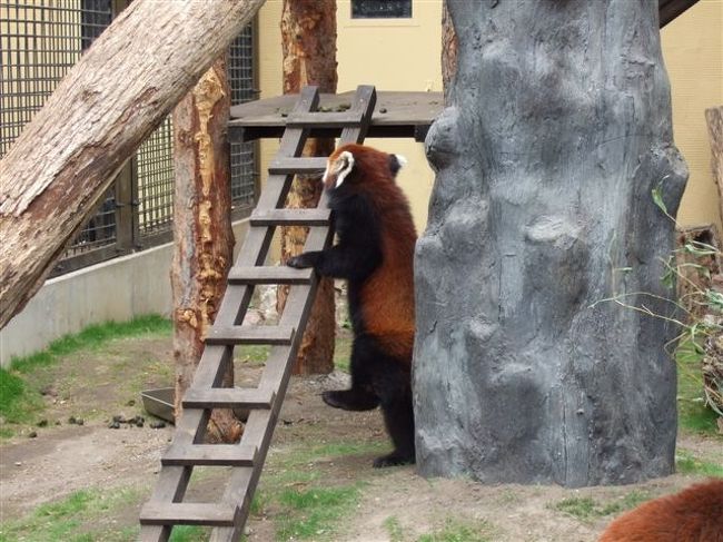 レッサーパンダ<br /><br />ふうた君！？<br />ではありません^m^<br />