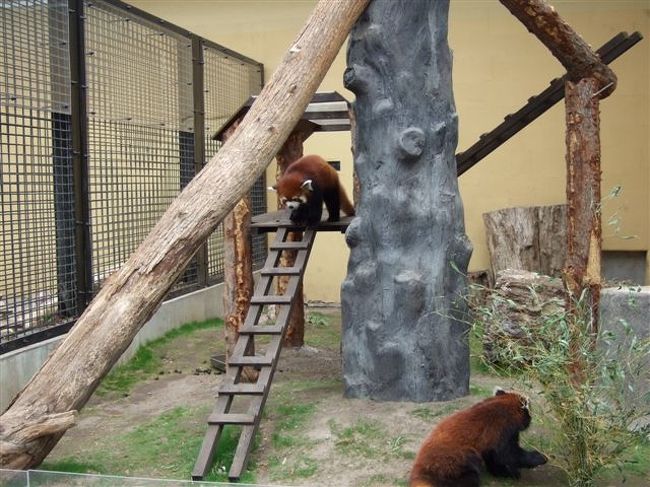 レッサーパンダ