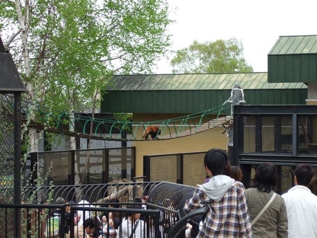 レッサーパンダ<br /><br />吊り橋を渡ってます♪
