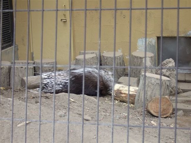 ハリネズミ<br /><br />寝てますzzz