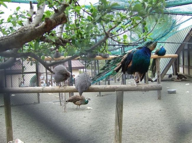 くじゃく<br /><br />羽根を広げようとしてますが。。。