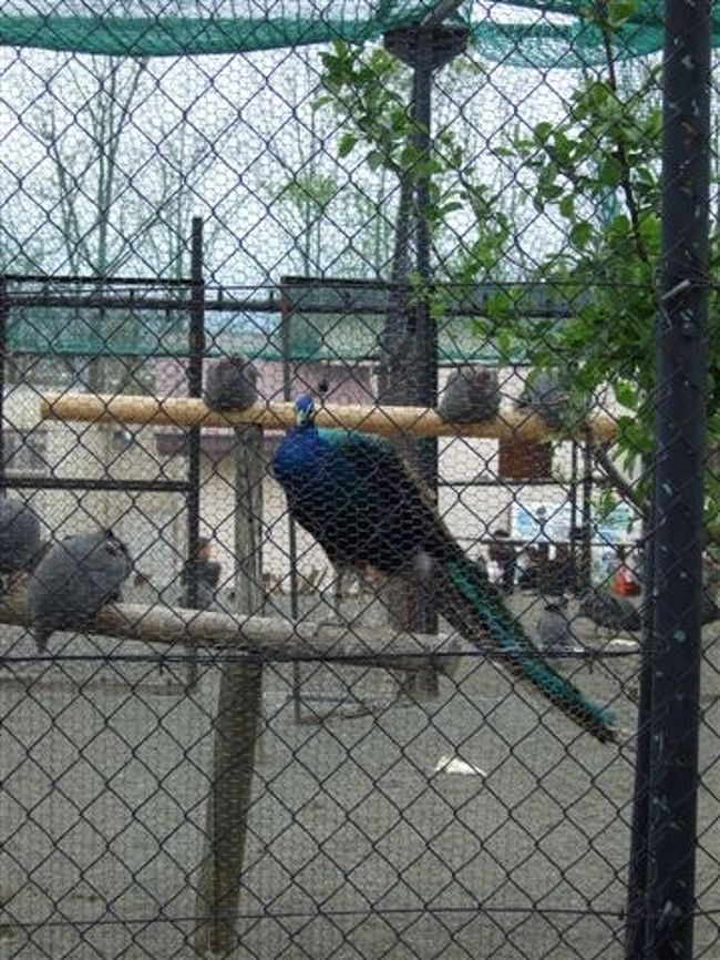 くじゃく<br /><br />羽根は広げず静かに座ってます。