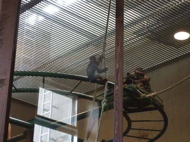 チンパンジーの森<br />屋内放飼場<br />