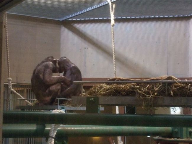 チンパンジーの森<br />屋内放飼場<br /><br />見つめ合って愛をはぐくんでます♪♡♡