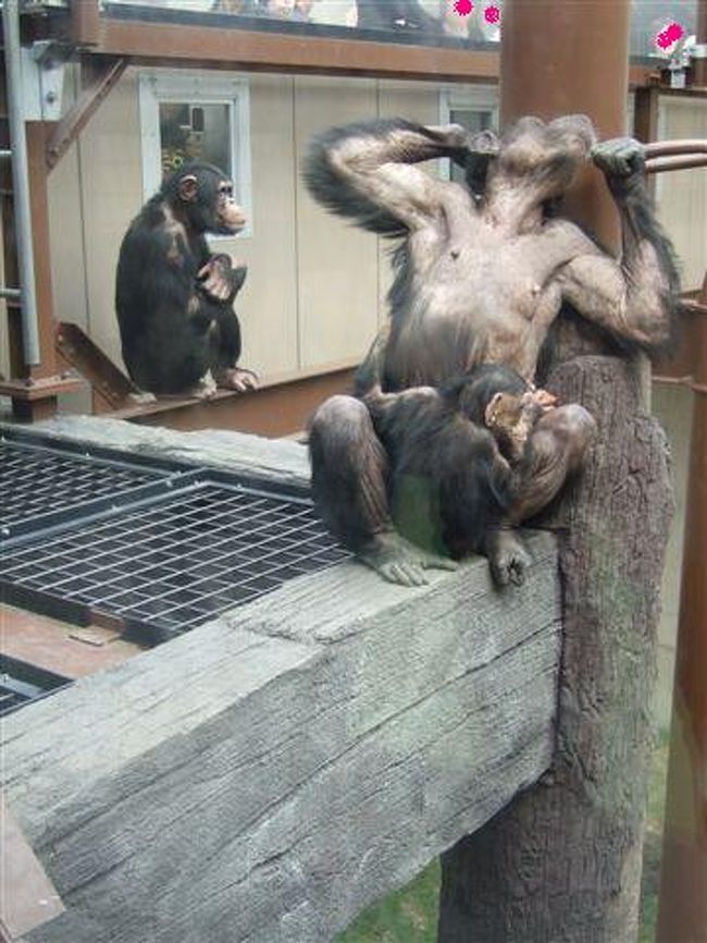 チンパンジーの森<br /><br />のび〜。<br />