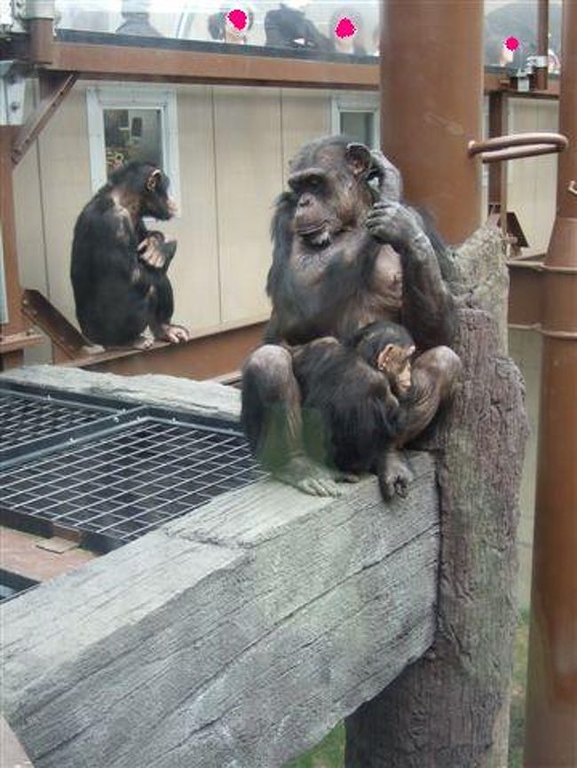 チンパンジーの森<br /><br />ふぅ。肩こったな〜。