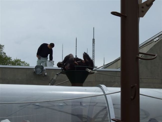 チンパンジーの森<br /><br />ちょうどモグモグタイムだったのでしょうか。<br />係りの方がエサを投げてチンパンジーの動く姿を見せてくれました。<br /><br />せっかくエサを投げてるけど親子で抱き合って寝てますzzz