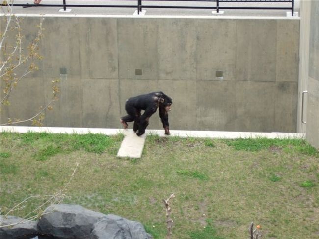 チンパンジーの森<br />投げたエサが下に落ちるのでそれを拾って食べてます。