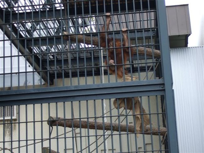 オラウータン館<br />オラウータン（サル目ヒト科）<br /><br />お母さんと赤ちゃんとモモちゃん（♀５歳）が一緒にいます。<br />お父さんは別室で飼育されてます。<br /><br />オラウータンは群れを作らず単体（？）で生活するため、お父さんは別室で飼育してるそうです。<br /><br />この子はモモちゃん。<br />麻袋（？）を持って上に登っていきます。