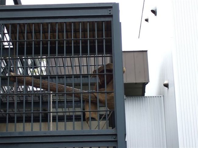 オラウータン館<br /><br />モモちゃん<br />麻袋（？）をかぶりました。<br />寒いのでしょうか。