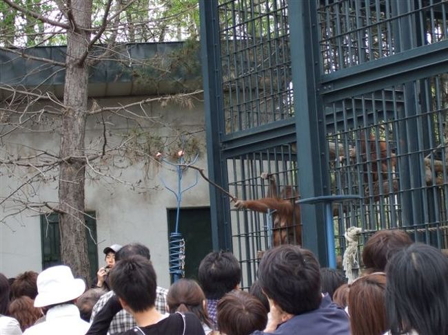 オラウータン館<br /><br />モグモグタイムですが、その前に色々説明してくれました。<br />オラウータンは頭のいい動物で、取れそうで取れない位置にリンゴを刺して置くとどうするか観察させてくれました。<br /><br />お母さんオラウータンは木の枝を上手に使って自分の方へ引き寄せます。<br />時間はかかりましたが最後は取れて食べてました。