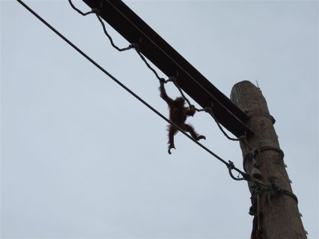 オラウータン館<br /><br />モグモグタイム<br /><br />モモちゃんが空中散歩しながらエサを求めに行きます。