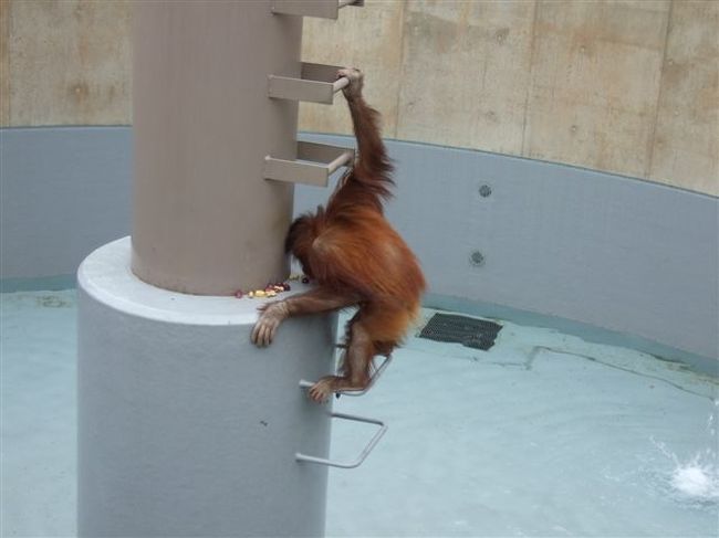 オラウータン館<br /><br />モモちゃんはアッという間に下りてきてエサを食べてました。