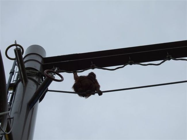 オラウータン館<br /><br />お母さんと赤ちゃん（お母さんのお腹にしがみついてます）はゆっくり空中散歩。<br />止まったと思ったら。。。。。<br /><br />ポト<br /><br />う○ちをしてました^_^;