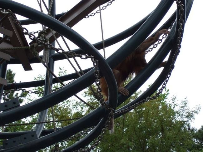 オラウータン館<br /><br />モモちゃんはさっさと食べ終わり遊んでます。