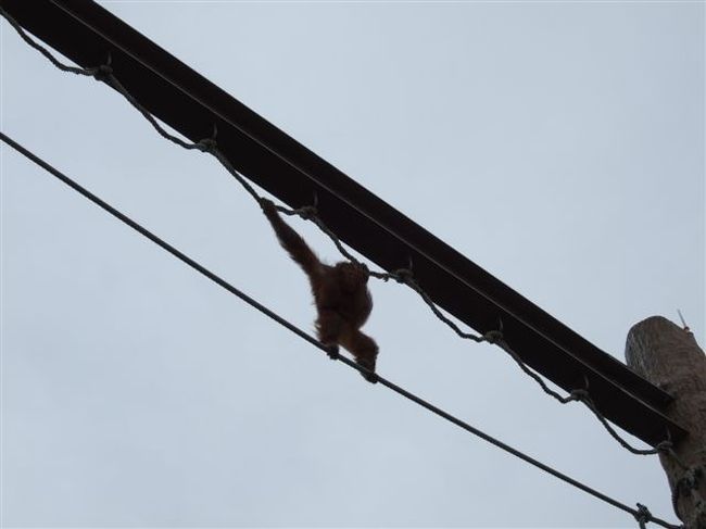 オラウータン館<br /><br />お母さんと赤ちゃんは結局エサを取りに行かず戻っていきました。。。