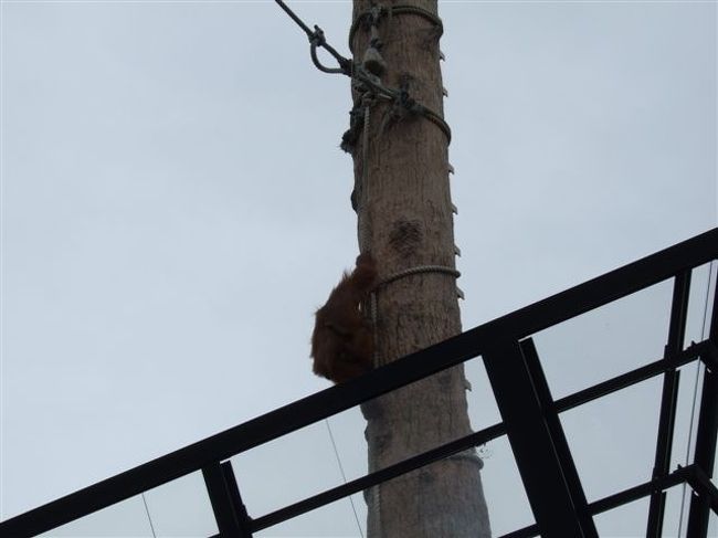 オラウータン館<br /><br />しがみついてる赤ちゃん、見えます？
