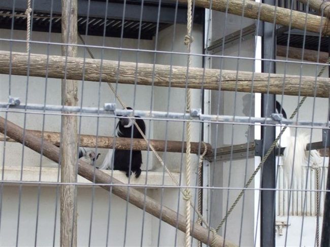 総合サル舎<br /><br />何サルだったかな^_^;