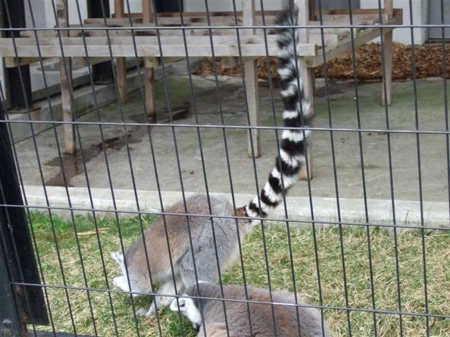 総合サル舎<br /><br />ワオキツネザル