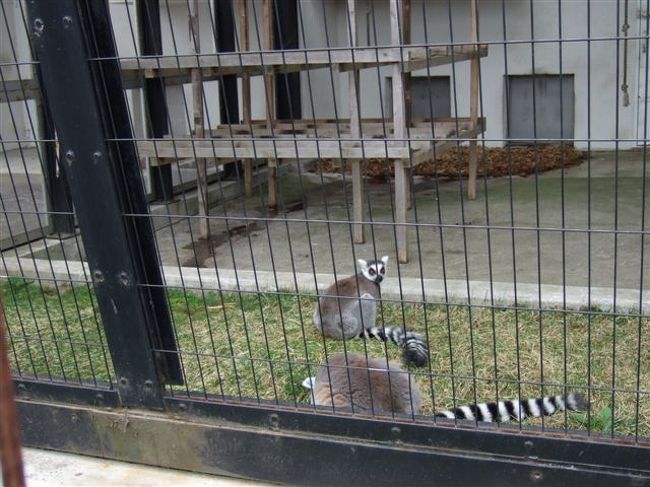 総合サル舎<br /><br />ワオキツネザル