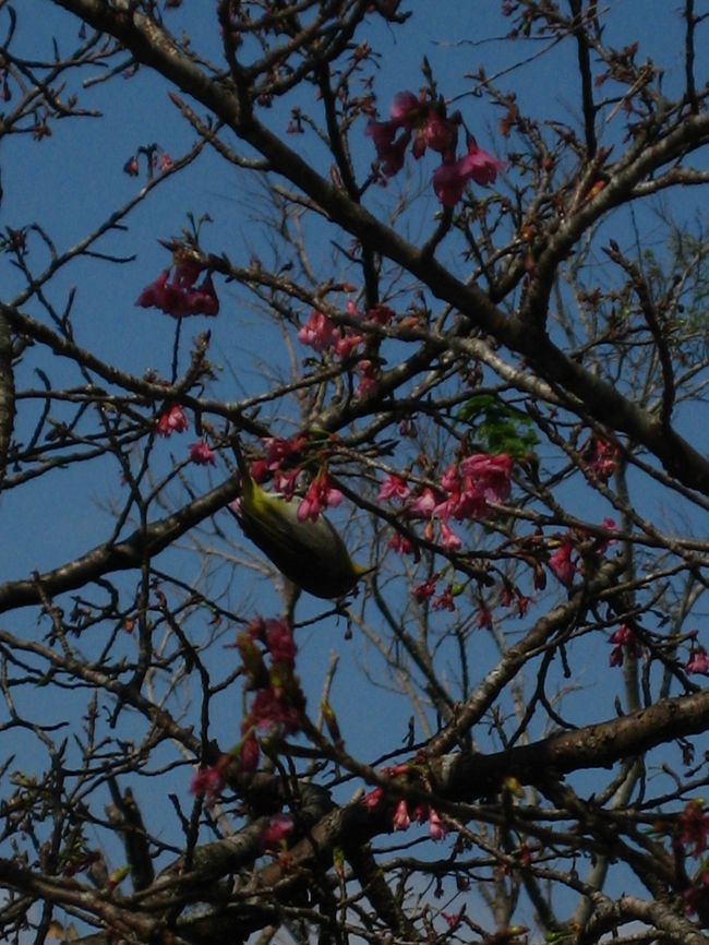 すごい勢いで機敏に動き回りながら蜜を吸っていました。<br />かでなの道の駅付近で見た鳥と同じ種類みたいです。<br />うぐいす色ですが、うぐいす？？