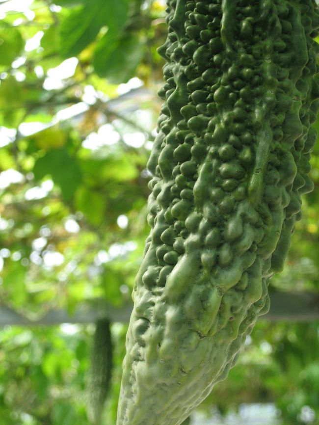 パーク内です。<br />いろいろなゴーヤやハイビスカスやトマトなどが栽培されていました。<br />