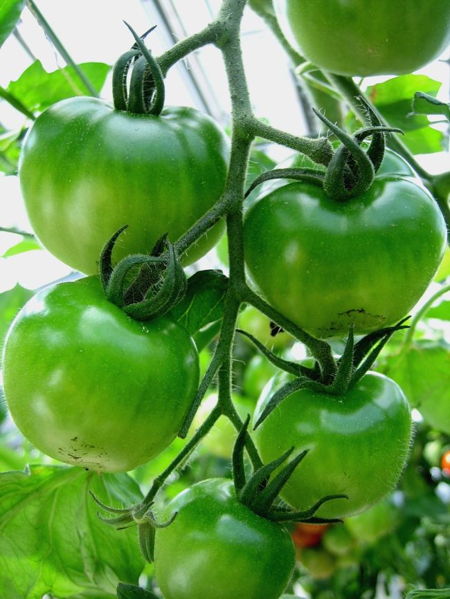 まさに成長中。<br />ピカピカです。<br />素敵です。