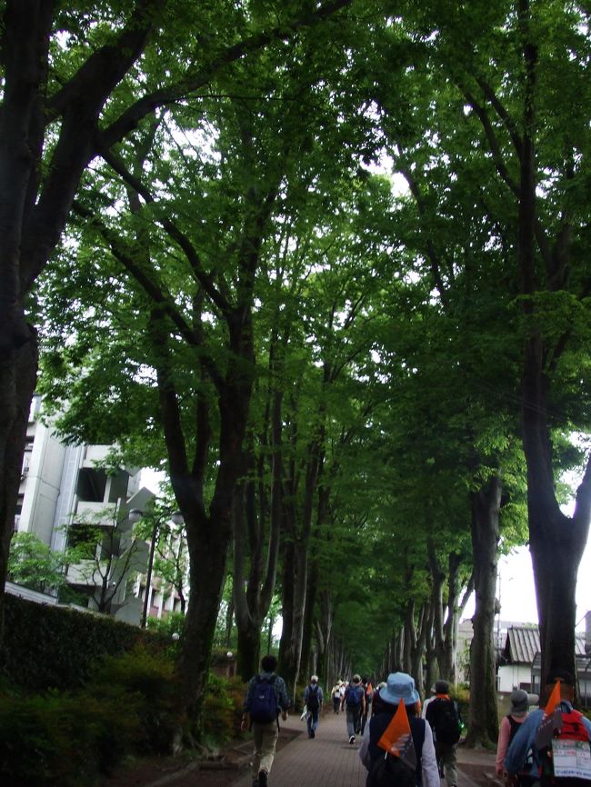 成蹊学園の横の並木道。<br />涼しげで、気持ちいいです。