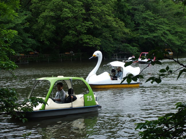 井の頭公園にて。<br />やっぱり白鳥でしょー！